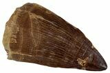 Fossil Mosasaur (Prognathodon) Tooth - Morocco #262829-1